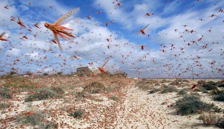 Locusts