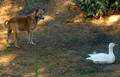SemsaDogandDuck