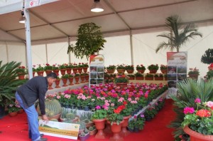 plants