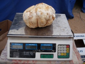 white truffle in Tripoli 2011 or 2012