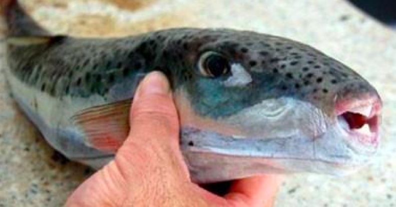 rabbitfish