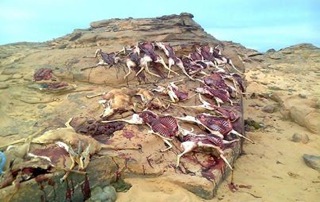 gazelles