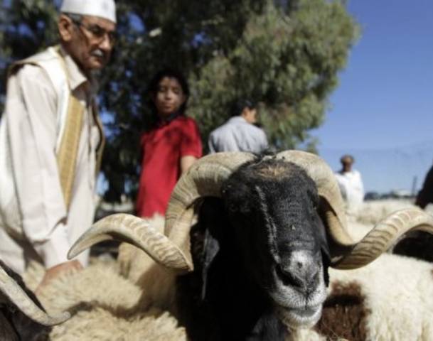 A sheep for . . .[restrict]the Eid sacrifice