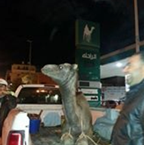 A camel for sacrifice to celebrate the end of the fuel crisis.  