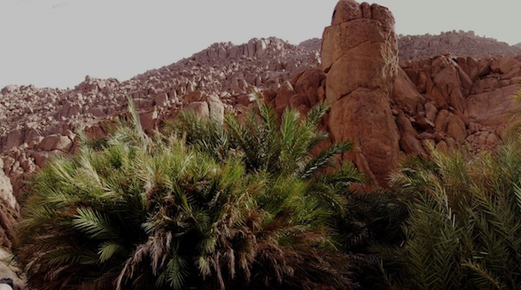 Figure 3: A small palm tree oasis at Ayn Bu Hliga, located at a small tributary of Karkur Idris. Notice the blocky granites of Awaynat complex. (Photo: courtesy of Jamal Ergig)