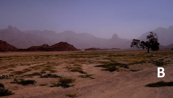 Figure 5:  Photo A: Arknu Mountain with the igneous complex in the background. Some seasonal vegetation after a scarce rain. Photo B :  Centre area of the Awaynat Mountain. The interior of the complex is eroded and cut by main wadis, with scarce vegetation. The granite complex is forming the landscape around the eroded centre. Recent rain has resulted in some desert melons and other seasonal vegetation. A single acacia tree in middle of wadi. (Photo: courtesy of Saleh Bu Sakranah)