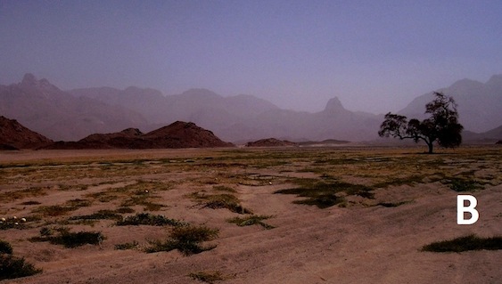 Figure 5: Photo A: Arknu Mountain with the igneous complex in the background. Some seasonal vegetation after a scarce rain. Photo B : Centre area of the Awaynat Mountain. The interior of the complex is eroded and cut by main wadis, with scarce vegetation. The granite complex is forming the landscape around the eroded centre. Recent rain has resulted in some desert melons and other seasonal vegetation. A single acacia tree in middle of wadi. (Photo: courtesy of Saleh Bu Sakranah)