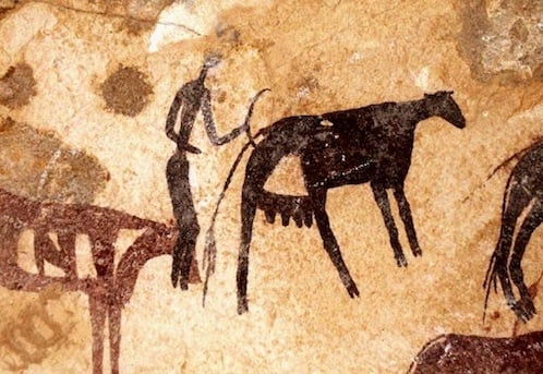 Figure 7:  Well preserved scene of bovids, painted on granites of Al Awaynat at Wadi Bu Hliga.  The scene contains a cow giving birth (yellow circle). This site was reported first by J-L Le Quellec, 1998, from a large shelter that has several figures.  (Photo: Courtesy of Saleh Bu Sakranah)