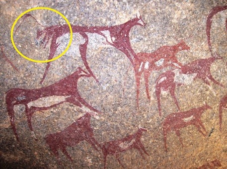 Figure 7: Well preserved scene of bovids, painted on granites of Al Awaynat at Wadi Bu Hliga. The scene contains a cow giving birth (yellow circle). This site was reported first by J-L Le Quellec, 1998, from a large shelter that has several figures. (Photo: Courtesy of Saleh Bu Sakranah)