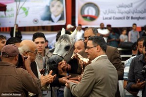 The Pedigree Arabian Horse show held in Benghazi last week(Photo: Jadelullah Bujwary).