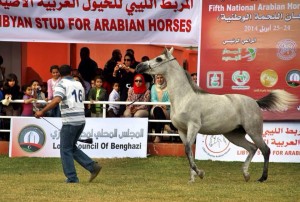 A show for Arabian pedigree horses was held in Benghazi last week (Photo: ).