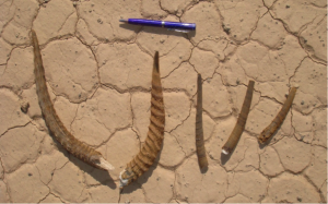 Gazelle horns (at left two males; right three females) found in a small area east of Al-Haruj Al-Aswad. This is evidence of the indiscriminate hunting of the endangered animal. With the wide-spread prevalence of weapons after the 17th February Revolution, mass killing of these rare animals has accelerated even further, especially along the western borders of the country (photo: courtesy of Ahmed Muftah). 