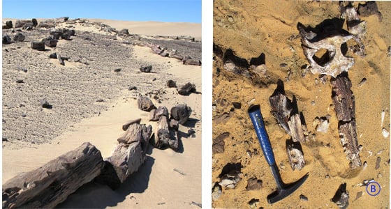 Figure 9: A. Petrified forest covers a wide area east of Al-Haruj. B. A rare fossil representing a skull of a crocodile that inhabited the area over 30 million years ago. This area could be visited as part of the Al-Haruj, Waw An-Namus itinerary. (Photos: courtesy of Franco-Libyan Paleontological Project).