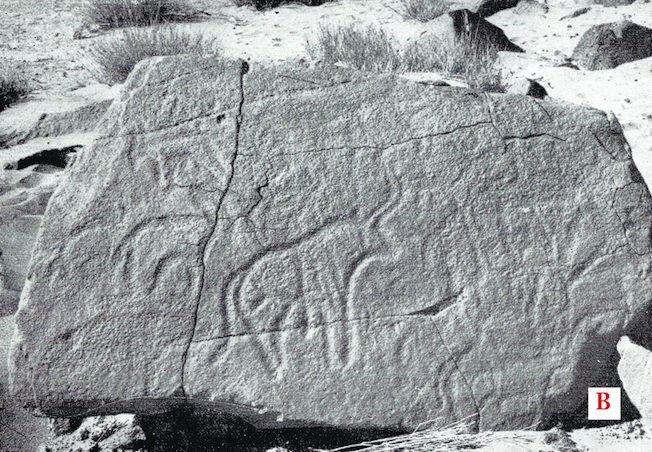 Figure 4: A. At the northern edge of Al Haruj al Aswad, petro glyphs of some animals and humans, engraved on a huge petrified tree trunk. Animals include, caws and ostriches (Photo: Courtesy of Christopher Beard, Franco-Libyan Paleontological Research project); B. Engravings of domesticated animals, in Wadi Al-Had, northern Al-Haruj Al-Aswad (Photo: U. Paradisi, Libya Antiqua, Vol. 1, 1964).