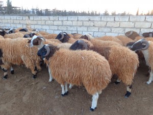 Locally-bred rams command a higher price. This year prices were up on last year (Photo: Sami Zaptia).