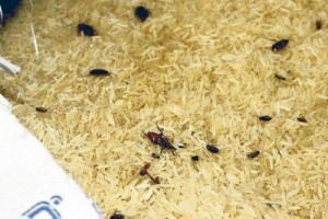 Insect-infected rice at Tripoli port part of a corrupt LD 110 million deal (Photo: Social media).