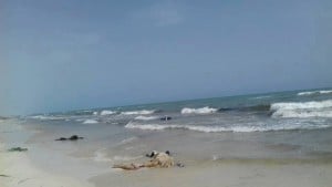 Over 100 migrant bodies have washed up on Zuwara beaches(Photo: Migrant Report).