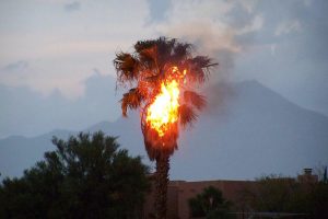 palm tree fire (file photo)