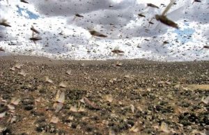 Locust swarm