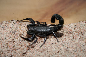 A potentially deadly Libyan scorpion (Photo: social media)
